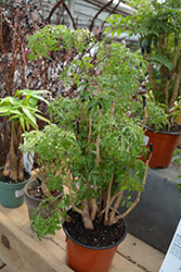 Ming Aralia (Polyscias fruticosa) at Countryside Flower Shop & Nursery