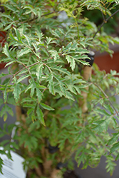 Ming Aralia (Polyscias fruticosa) at Countryside Flower Shop & Nursery