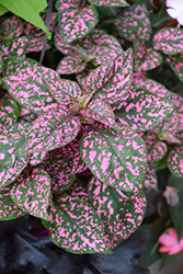 Hippo Pink Polka Dot Plant (Hypoestes phyllostachya 'Hippo Pink') at Countryside Flower Shop & Nursery