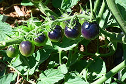 Midnight Snack Tomato (Solanum lycopersicum 'Midnight Snack') at Countryside Flower Shop & Nursery