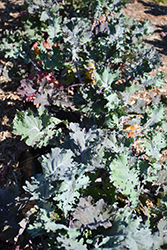 Red Ursa Kale (Brassica napus var. pabularia 'Red Ursa') at Countryside Flower Shop & Nursery