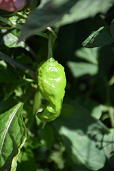 Ghost Hot Pepper (Capsicum chinense 'Ghost') at Countryside Flower Shop & Nursery