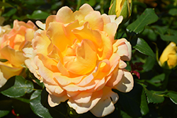 Gold Struck Rose (Rosa 'Gold Struck') at Countryside Flower Shop & Nursery