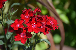 Rockin' Red Pinks (Dianthus 'PAS1141436') at Countryside Flower Shop & Nursery