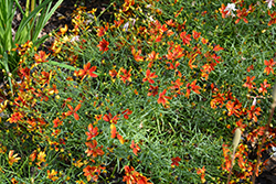 Sizzle And Spice Crazy Cayenne Tickseed (Coreopsis verticillata 'Crazy Cayenne') at Countryside Flower Shop & Nursery
