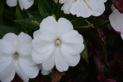 SunPatiens Compact White New Guinea Impatiens (Impatiens 'SunPatiens Compact White') at Countryside Flower Shop & Nursery