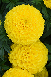 Taishan Yellow Marigold (Tagetes erecta 'Taishan Yellow') at Countryside Flower Shop & Nursery