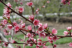 Reliance Peach (Prunus persica 'Reliance') at Countryside Flower Shop & Nursery