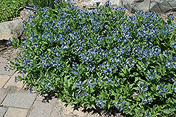 Blue Ice Star Flower (Amsonia tabernaemontana 'Blue Ice') at Countryside Flower Shop & Nursery