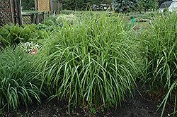 Porcupine Grass (Miscanthus sinensis 'Strictus') at Countryside Flower Shop & Nursery