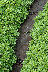 Green Carpet Japanese Spurge (Pachysandra terminalis 'Green Carpet') at Countryside Flower Shop & Nursery