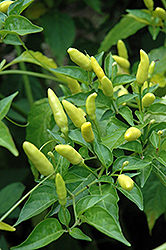 Tabasco Pepper (Capsicum frutescens 'Tabasco') at Countryside Flower Shop & Nursery