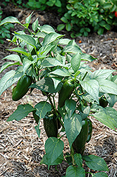 Jalapeno Pepper (Capsicum annuum 'Jalapeno') at Countryside Flower Shop & Nursery