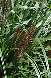 Red Head Fountain Grass (Pennisetum alopecuroides 'Red Head') at Countryside Flower Shop & Nursery