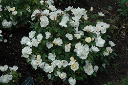 White Knock Out Rose (Rosa 'Radwhite') at Countryside Flower Shop & Nursery