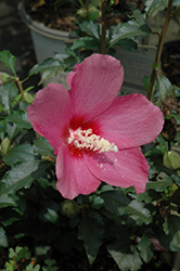 Lil' Kim Red Rose of Sharon (Hibiscus syriacus 'SHIMRR38') at Countryside Flower Shop & Nursery