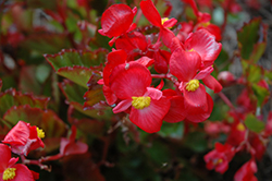 BabyWing Red Begonia (Begonia 'BabyWing Red') at Countryside Flower Shop & Nursery