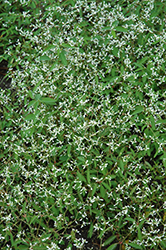 Breathless White Euphorbia (Euphorbia 'Balbrewite') at Countryside Flower Shop & Nursery