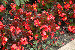 BabyWing Red Begonia (Begonia 'BabyWing Red') at Countryside Flower Shop & Nursery