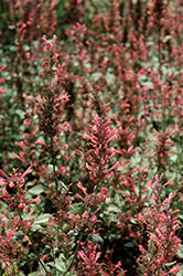 Kudos Coral Hyssop (Agastache 'Kudos Coral') at Countryside Flower Shop & Nursery