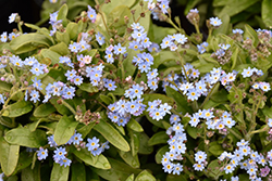 Victoria Blue Forget-Me-Not (Myosotis sylvatica 'Victoria Blue') at Countryside Flower Shop & Nursery