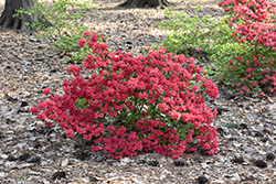 Girard's Crimson Azalea (Rhododendron 'Girard's Crimson') at Countryside Flower Shop & Nursery