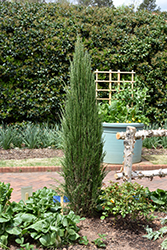Blue Arrow Juniper (Juniperus scopulorum 'Blue Arrow') at Countryside Flower Shop & Nursery