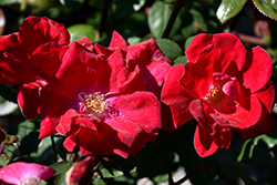 Winner's Circle Rose (Rosa 'Radwin') at Countryside Flower Shop & Nursery