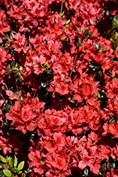 Stewartstonian Azalea (Rhododendron 'Stewartstonian') at Countryside Flower Shop & Nursery