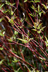 Bailey's Red Twig Dogwood (Cornus sericea 'Baileyi') at Countryside Flower Shop & Nursery