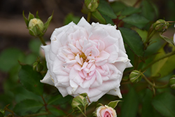 White Drift Rose (Rosa 'Meizorland') at Countryside Flower Shop & Nursery