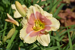 Happy Ever Appster When My Sweetheart Returns Daylily (Hemerocallis 'When My Sweetheart Returns') at Countryside Flower Shop & Nursery