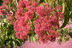 Seven-Son Flower (Heptacodium miconioides) at Countryside Flower Shop & Nursery