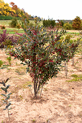 Brilliantissima Red Chokeberry (Aronia arbutifolia 'Brilliantissima') at Countryside Flower Shop & Nursery