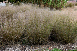 Shenandoah Reed Switch Grass (Panicum virgatum 'Shenandoah') at Countryside Flower Shop & Nursery