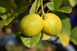 Key Lime (Citrus aurantifolia) at Countryside Flower Shop & Nursery