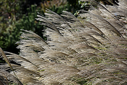 Gracillimus Maiden Grass (Miscanthus sinensis 'Gracillimus') at Countryside Flower Shop & Nursery