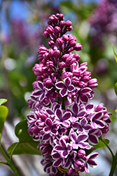 Sensation Lilac (Syringa vulgaris 'Sensation') at Countryside Flower Shop & Nursery