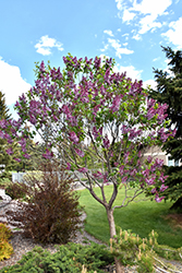 Sensation Lilac (Syringa vulgaris 'Sensation') at Countryside Flower Shop & Nursery
