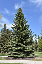 Blue Colorado Spruce (Picea pungens 'var. glauca') at Countryside Flower Shop & Nursery
