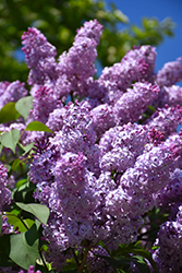 Common Lilac (Syringa vulgaris) at Countryside Flower Shop & Nursery