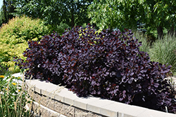 Royal Purple Smokebush (Cotinus coggygria 'Royal Purple') at Countryside Flower Shop & Nursery