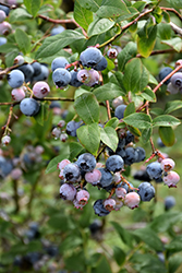 Earliblue Blueberry (Vaccinium corymbosum 'Earliblue') at Countryside Flower Shop & Nursery