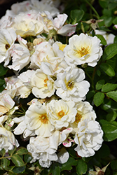 White Drift Rose (Rosa 'Meizorland') at Countryside Flower Shop & Nursery