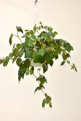 Grape Ivy (Cissus rhombifolia) at Countryside Flower Shop & Nursery