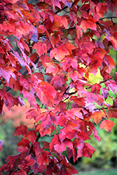 Red Maple (Acer rubrum) at Countryside Flower Shop & Nursery