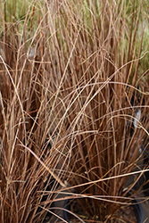 Red Rooster Sedge (Carex buchananii 'Red Rooster') at Countryside Flower Shop & Nursery