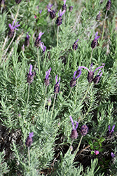 Purple Ribbon Lavender (Lavandula stoechas 'Purple Ribbon') at Countryside Flower Shop & Nursery