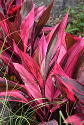 Red Sister Hawaiian Ti Plant (Cordyline fruticosa 'Red Sister') at Countryside Flower Shop & Nursery