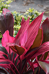 Red Sister Hawaiian Ti Plant (Cordyline fruticosa 'Red Sister') at Countryside Flower Shop & Nursery